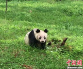 宝兴熊猫小姐姐,萌动世界的国宝魅力