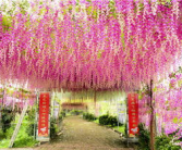 云溪生态园紫藤花,浪漫花海中的自然画卷